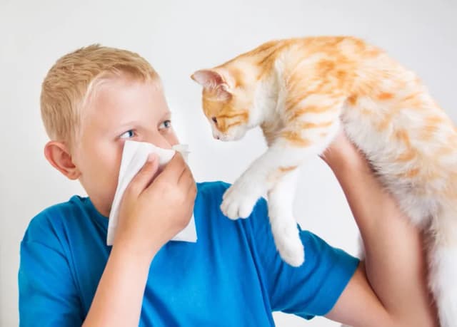 Alergia na kota u dziecka: objawy, które mogą zaniepokoić rodziców